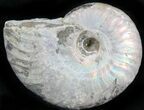 Silver Iridescent Ammonite - Madagascar #29869-1